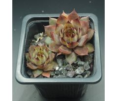 Sempervivum EREBUS