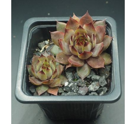 Sempervivum EREBUS