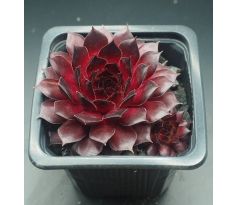 Sempervivum BURNING DESIRE