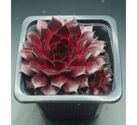 Sempervivum BURNING DESIRE