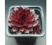 Sempervivum BURNING DESIRE