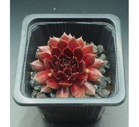 Sempervivum FIERY FURNESS