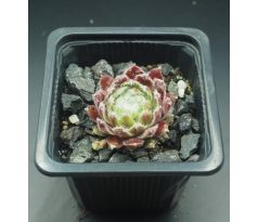 Sempervivum FLOSSY