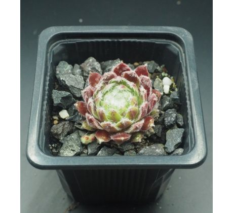 Sempervivum FLOSSY