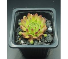 Sempervivum GRUNSPAN