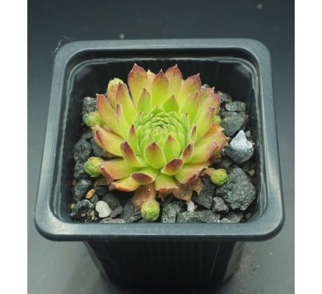 Sempervivum GRUNSPAN