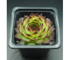 Sempervivum FILOU