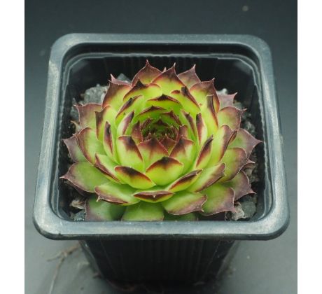 Sempervivum FILOU