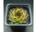 Sempervivum FILOU