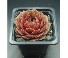 Sempervivum FLOWER POWER