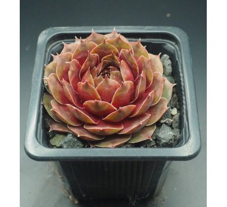 Sempervivum FLOWER POWER