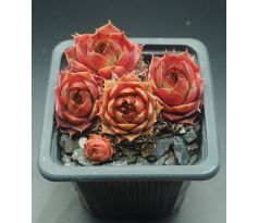 Sempervivum GAMBOL