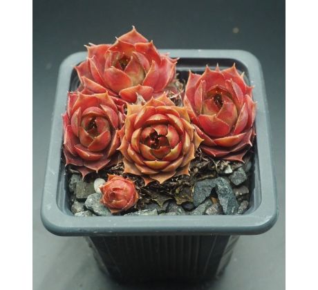 Sempervivum GAMBOL