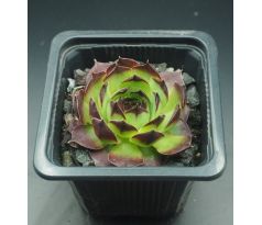 Sempervivum GWENDOLYN