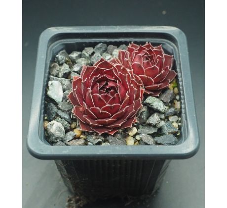 Sempervivum GOLLUM