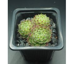 Sempervivum GODAERT