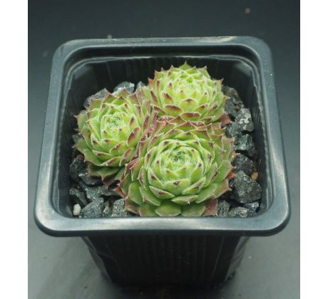 Sempervivum GODAERT