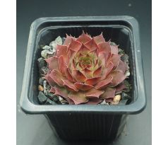 Sempervivum HAVENDIJKER LEGION