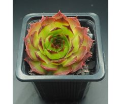 Sempervivum GUNTHER