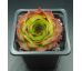 Sempervivum GUNTHER