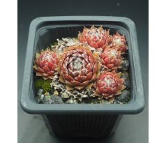 Sempervivum HAULLAUER`S SEEDLING