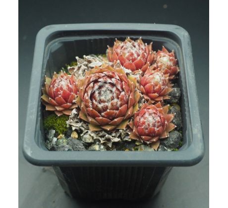 Sempervivum HAULLAUER`S SEEDLING