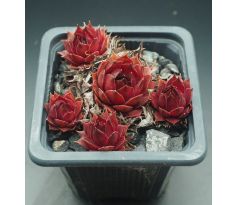 Sempervivum BURNING HEART