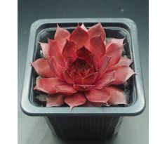 Sempervivum GOLDIE