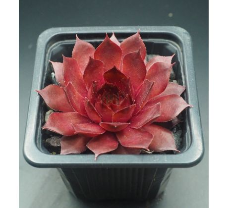 Sempervivum GOLDIE