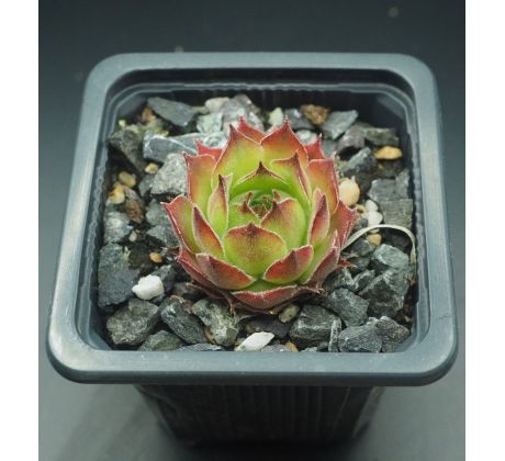 Sempervivum GRÜNE ROSE