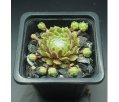 Sempervivum GREEN HILL