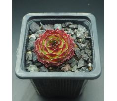 Sempervivum KATMAI