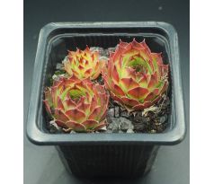 Sempervivum HYDRA