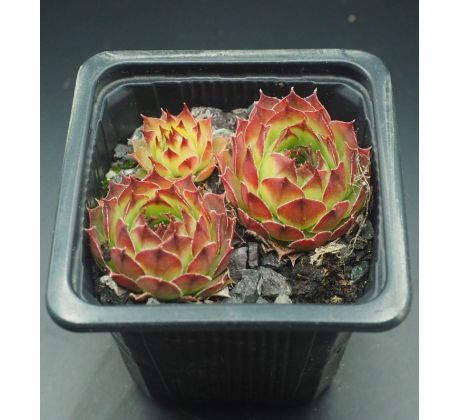 Sempervivum HYDRA