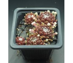 Sempervivum HAVENDIJKS BEAUTY