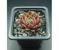 Sempervivum CHANDRA