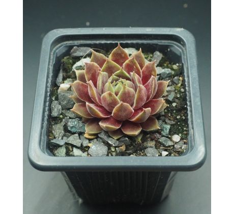 Sempervivum CHANDRA