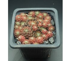 Sempervivum HEIDI