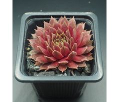 Sempervivum JELLY BEAN