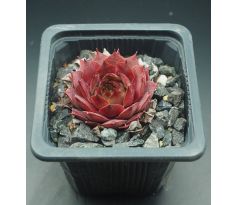 Sempervivum HOPI