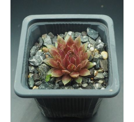 Sempervivum HAVENDIJKS MOUNTAIN