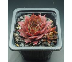 Sempervivum ANDINN PYRO