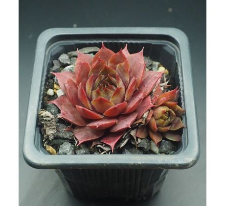 Sempervivum ANDINN PYRO