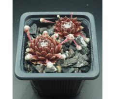 Sempervivum HAVENDIJKS MILKY WAY