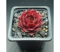 Sempervivum HEIFRA