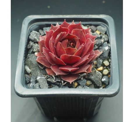 Sempervivum HEIFRA