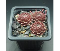 Sempervivum HAVENDIJKS FIRST WEB