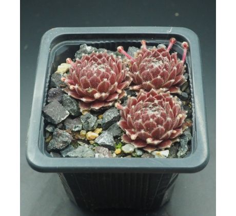 Sempervivum HAVENDIJKS FIRST WEB