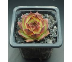 Sempervivum HEIKO