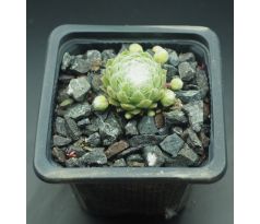 Sempervivum INERI